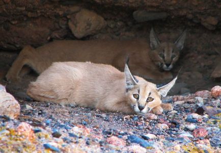 Khar Turan National Park or Touran Wildlife Refuge - Iran